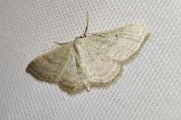 Idaea subsericeata