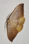 Watsonalla uncinula