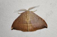 Watsonalla uncinula