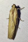 Oncocera semirubella