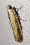 Oncocera semirubella