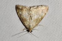 Evergestis
