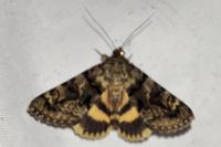 Catocala nymphagoga