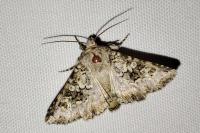 Hecatera bicolorata