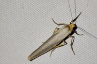 Eilema caniola