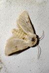 Metopoceras felicina