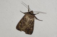 Lacanobia suasa
