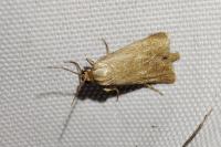 Brachodes