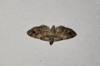 Gymnoscelis rufifasciata