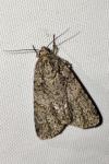 Acronicta rumicis