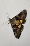 Catocala nymphagoga