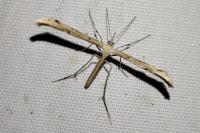 Emmelina monodactyla