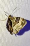Epirrhoe alternata