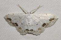 Scopula ornata