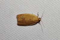Clepsis consimilana