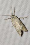 Cochylimorpha straminea