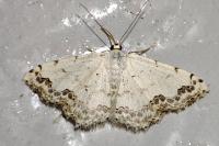 Scopula decorata