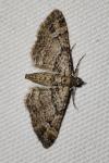 Gymnoscelis rufifasciata