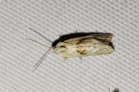 Cochylimorpha straminea