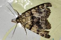 Catocala nymphagoga