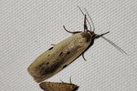 Pelosia muscerda