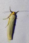 Eilema caniola