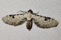 Eupithecia centaureata