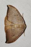 Watsonalla uncinula