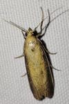 Oncocera semirubella