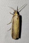 Oncocera semirubella