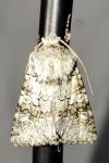 Hecatera weissi