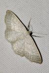 Idaea subsericeata