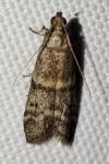 Ephestia woodiella