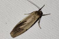 Pelosia muscerda