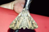 Lacanobia suasa