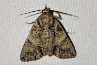 Polyphaenis sericata