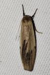 Pelosia muscerda