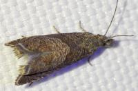 Dichrorampha