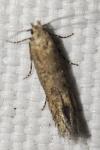 Scrobipalpa