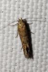Scrobipalpa