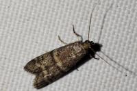 Ephestia woodiella