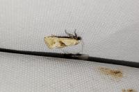 Cochylimorpha straminea