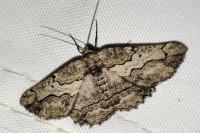 Menophra japygiaria