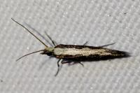 Plutella xylostella