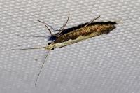 Plutella xylostella