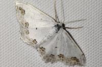 Scopula ornata
