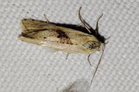 Cochylimorpha straminea
