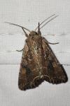 Lacanobia suasa