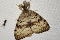 Lymantria dispar