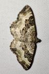 Epirrhoe alternata